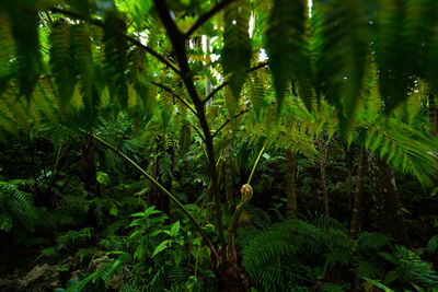 Close-up of bamboo trees in forest