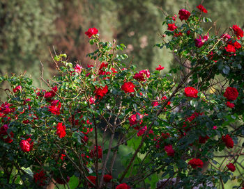 Red flowers growing outdoors