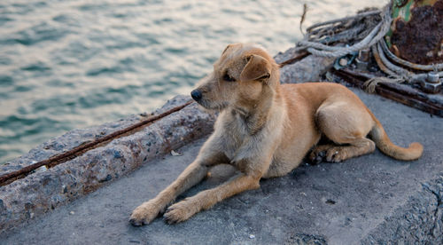 Full length of dog resting at harbor