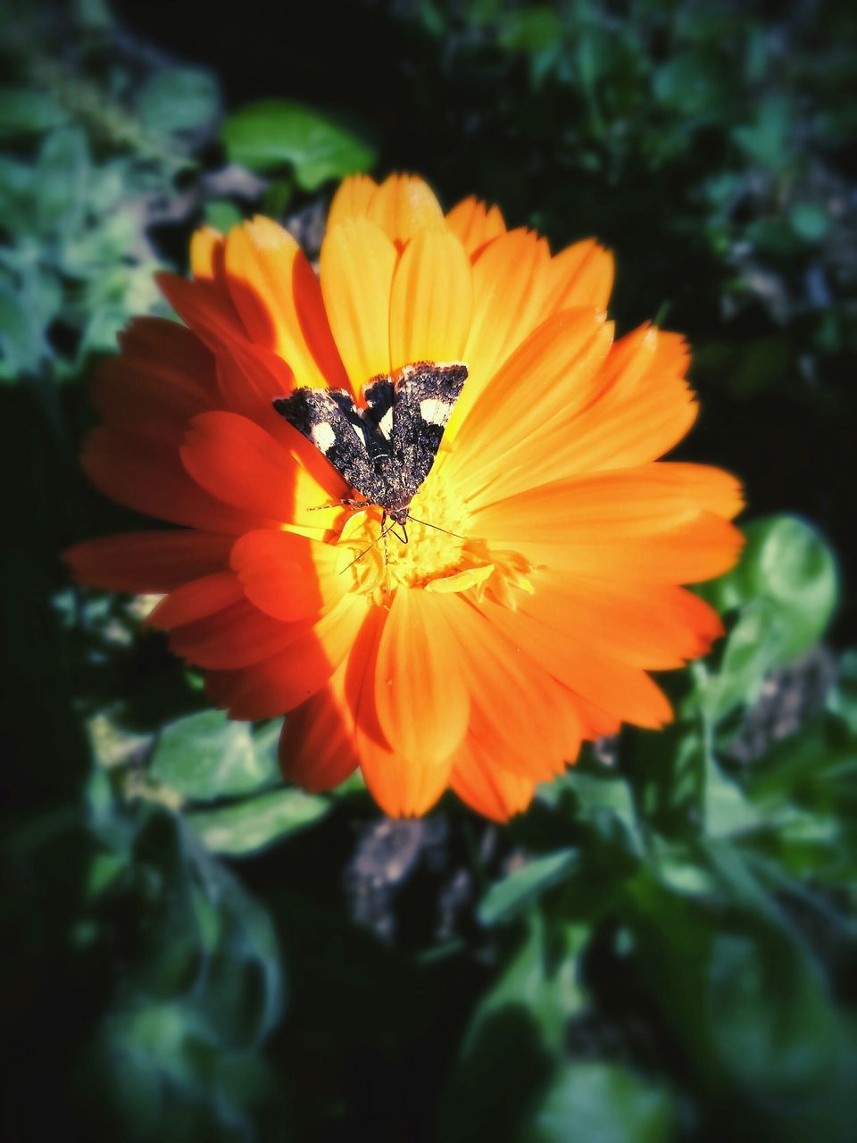 flower, petal, flower head, freshness, fragility, orange color, growth, beauty in nature, blooming, close-up, single flower, nature, pollen, plant, focus on foreground, red, in bloom, yellow, stamen, park - man made space