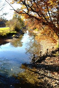 Reflection of trees in water