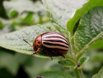 Close-up of insect on leaf