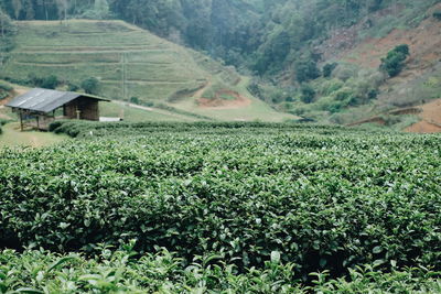 Scenic view of agricultural field