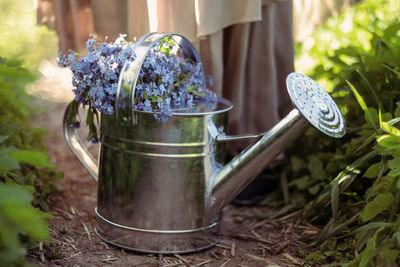 Close-up of small blue and purple flowers in a silver watering can.