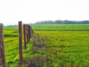 Vineyard against clear sky