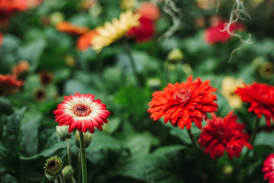 Close-up of red flowering plants