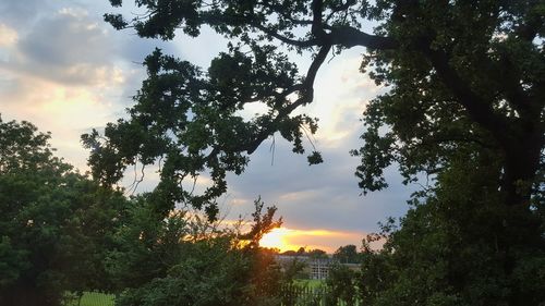 Trees against cloudy sky at sunset