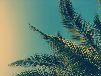 Low angle view of palm tree against sky