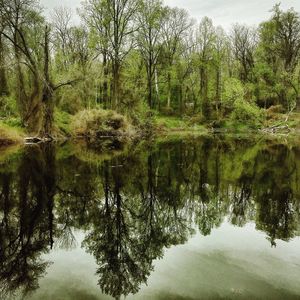 Reflection of trees in lake