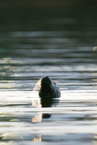 View of turtle in swimming pool