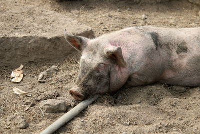 High angle view of horse sleeping on field