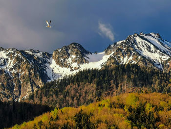 View of birds on mountain against sky