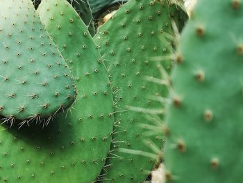 Close-up of prickly pear cactus