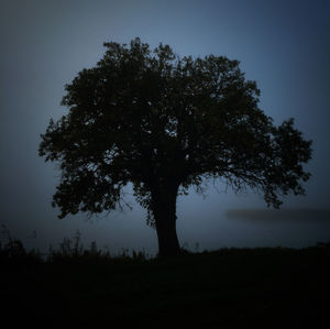 Silhouette of trees against sky