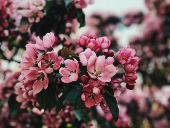 Close-up of pink flowers blooming outdoors