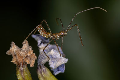 Close-up of insect on plant