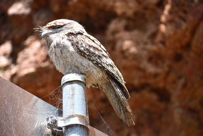 Close-up of bird perching on metal