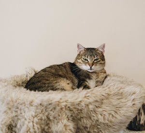 Portrait of cat sitting on floor