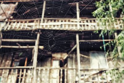 Close-up of spider on web