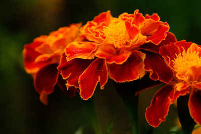 Close-up of orange marigold flowers