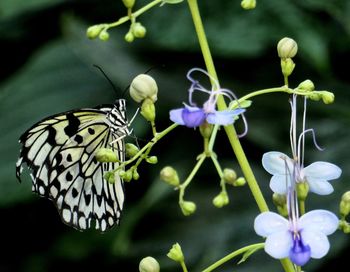 Close-up of butterfly pollinating on purple flower