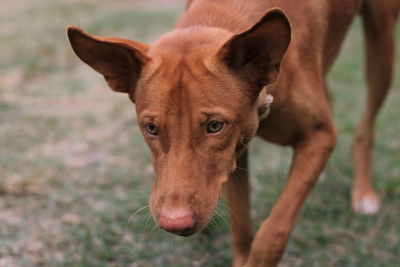 Close-up portrait of dog on field