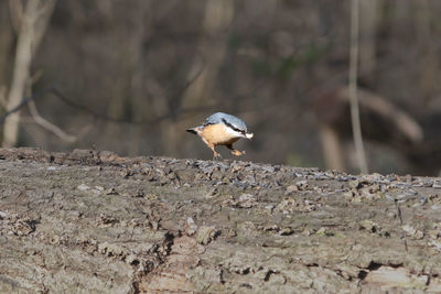 Close-up of bird perching on rock