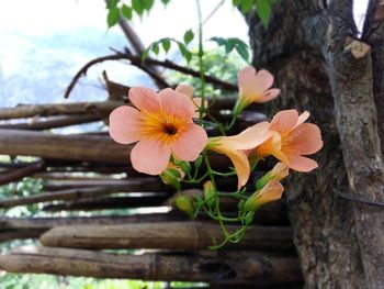 Close-up of flowering plant