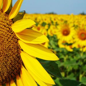 Close-up of fresh sunflower blooming outdoors