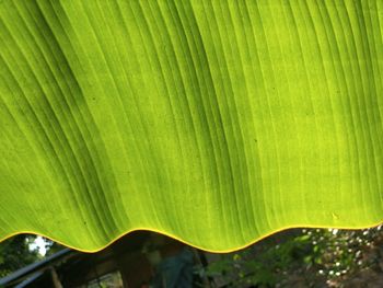 Close-up of palm leaf