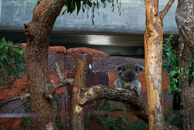 View of an animal on tree trunk