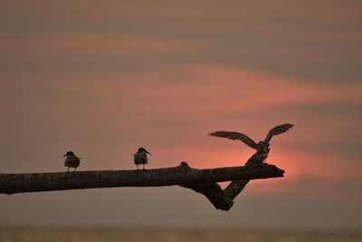 Birds perching on a tree