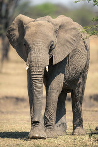 Elephant drinking water