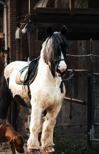 Horse standing in stable