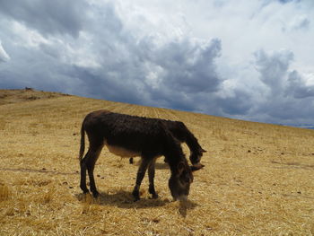 Side view of two donkeys grazing on landscape