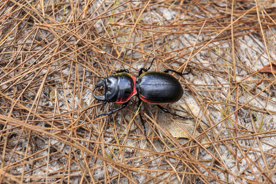 Large ground or beetle mouhotia batesi lewis on a sand and space full of pine trees