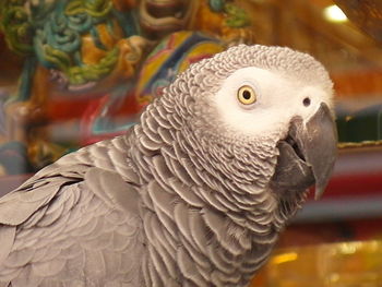 Close-up of parrot