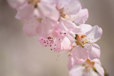 Close-up of pink cherry blossom