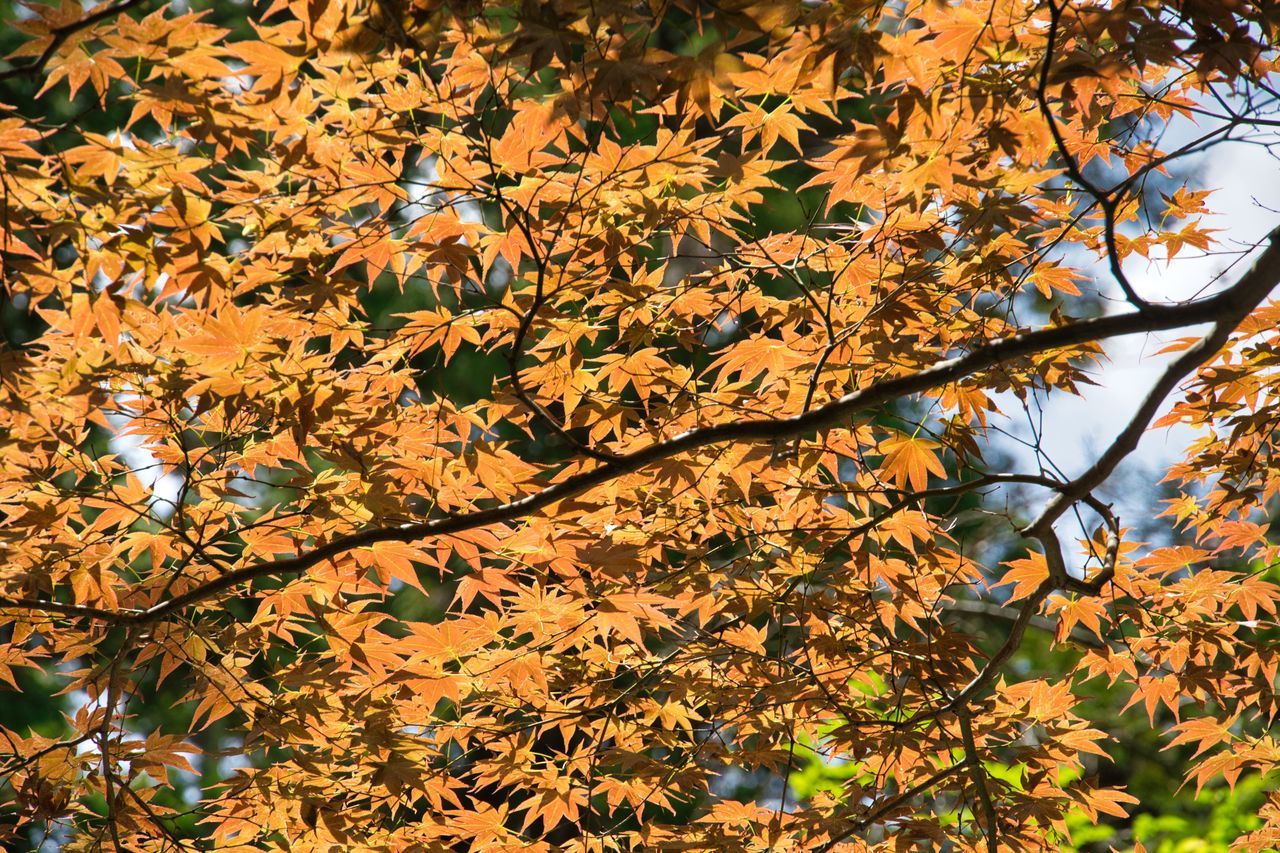 tree, autumn, plant, leaf, plant part, branch, nature, beauty in nature, no people, day, low angle view, growth, sunlight, tranquility, orange color, outdoors, maple, backgrounds, land, full frame, yellow, scenics - nature