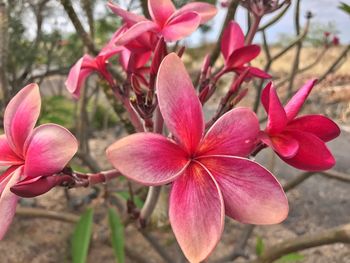 Close-up of pink flowers