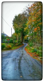 Road passing through forest