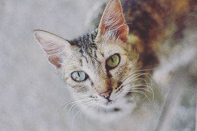 High angle portrait of cat