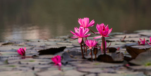 Pink lotus flower in national botanical garden bangladesh 