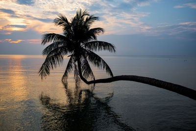 Palm tree by sea against sky at sunset