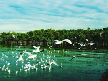 Swans flying over lake against sky