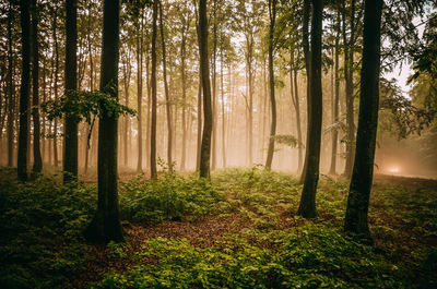 Trees in forest