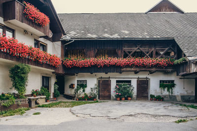 Potted plants against building