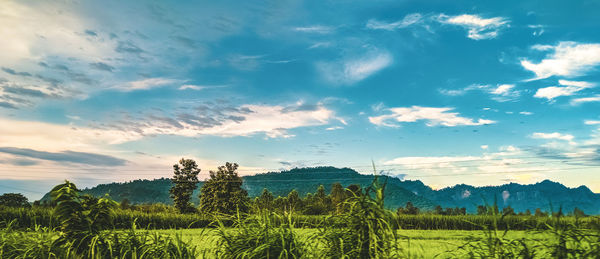 Scenic view of field against sky