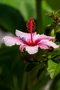 Close-up of pink flowering plant