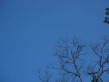 Low angle view of bare tree against clear blue sky